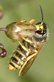 La guêpe des bois (Dolichovespula sylvestris)