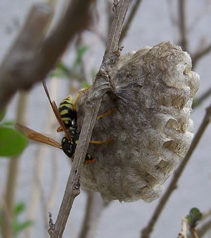 Polistes Dominula - La guêpe poliste