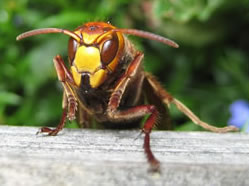 Frelon de Face
