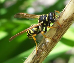 Polistes Dominula - La guêpe poliste