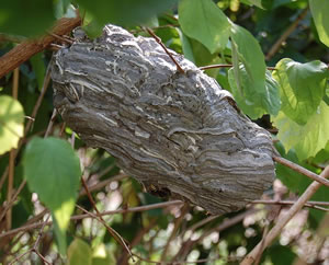 Nid de Dolichovespula sylvestris