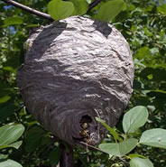 Nid Guêpe commune - vespula vulgaris