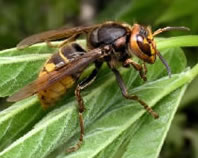 Vespa Crabro - Le frelon europeen