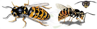 Guêpe Germanique - Vespula Germanica